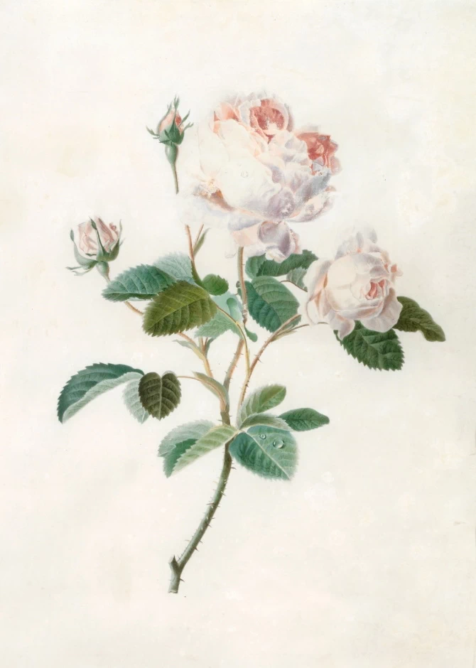 Rose - Musée national d'Histoire et d'Art, Luxembourg
